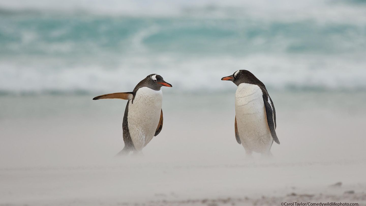 Wo gehts hier zum Strand?