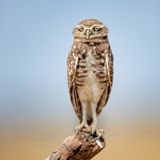 Dieser Vogel hat wirklich schon alles gesehen