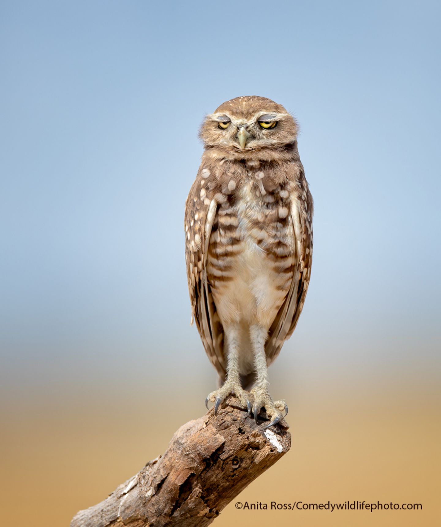 Dieser Vogel hat wirklich schon alles gesehen