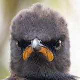 Hatten wir schon einmal über "Angry Birds" geredet? Dann darf dieser Vogel nicht fehlen.