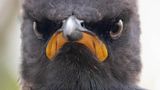 Hatten wir schon einmal über "Angry Birds" geredet? Dann darf dieser Vogel nicht fehlen.