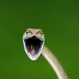 Diese Schlange scheint etwas sehr lustig zu finden