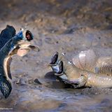 So einfach geht das mit dem Springen. Ihr habt das noch nie ausprobiert?