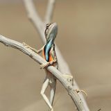 Diese Echse könnte auch Juror bei GNTM sein