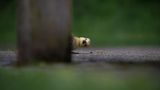 Kuckuck, sagte die Ente