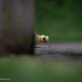 Kuckuck, sagte die Ente