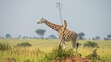 Die Rennleitung achtet bei dieser Giraffe ganz besonders auf alle Fehler