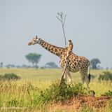 Die Rennleitung achtet bei dieser Giraffe ganz besonders auf alle Fehler