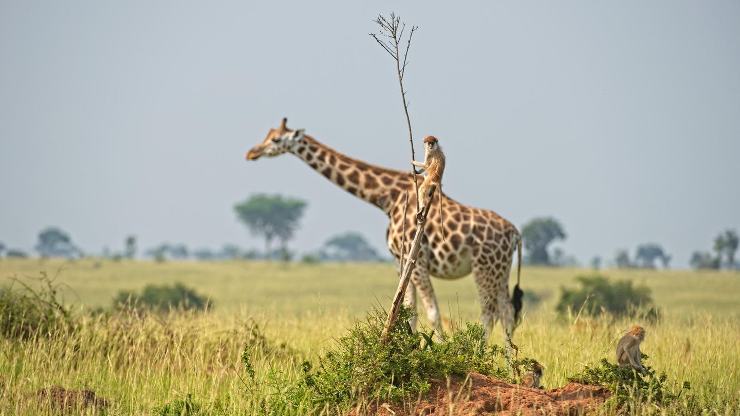 Die Rennleitung achtet bei dieser Giraffe ganz besonders auf alle Fehler