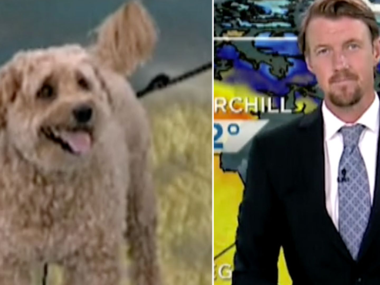Panne im Live-TV: Hund überrascht Moderator während Ansage (Video)