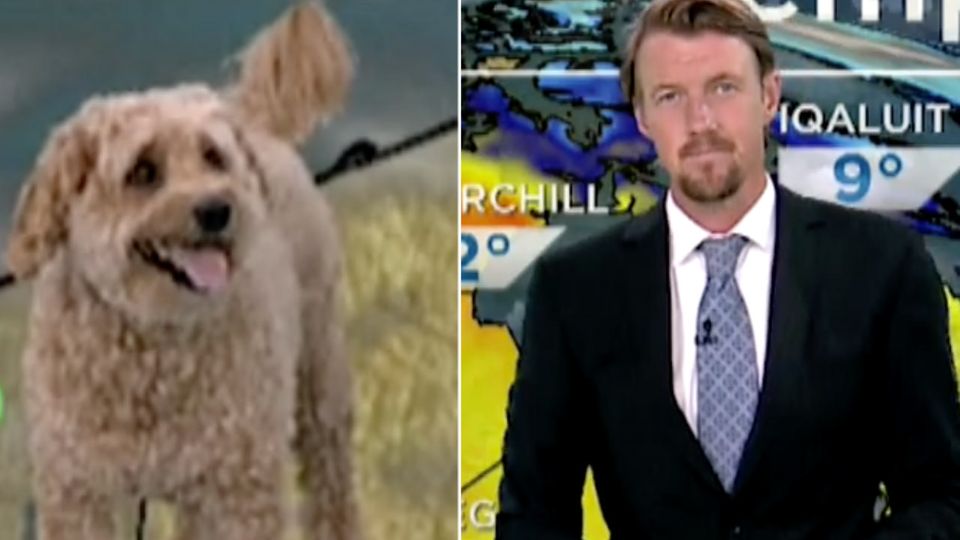 Neben der Wettervorhersage von heute: Moderator bekommt überraschenden Besuch von seinem Hund Neben der Wettervorhersage von heute: Moderator bekommt überraschenden Besuch von seinem Hund
