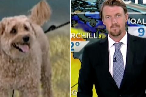 Neben der Wettervorhersage von heute: Moderator bekommt überraschenden Besuch von seinem Hund