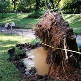 Dieser Baum im Central Park hat angesichts des Windes und des aufgeweichten Bodens den Halt verloren und ist umgestürzt