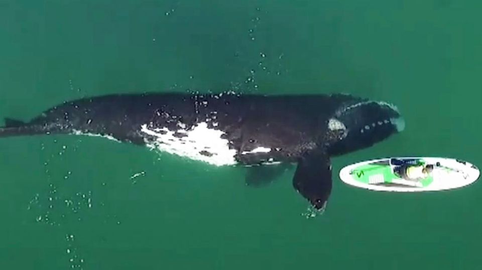 Neugieriger Wal nähert sich Paddleboarderin – und gibt ihr einen vorsichtigen Stoß Neugieriger Wal nähert sich Paddleboarderin – und gibt ihr einen vorsichtigen Stoß