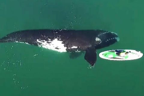 Neugieriger Wal nähert sich Paddleboarderin – und gibt ihr einen vorsichtigen Stoß