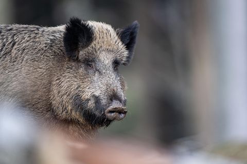 Ein erwachsenes Wildschwein schaut in die Kamera