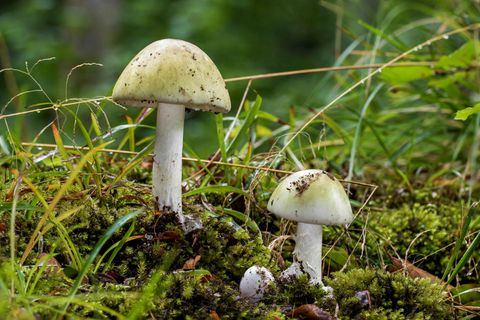 Grüner Knollenblätterpilz