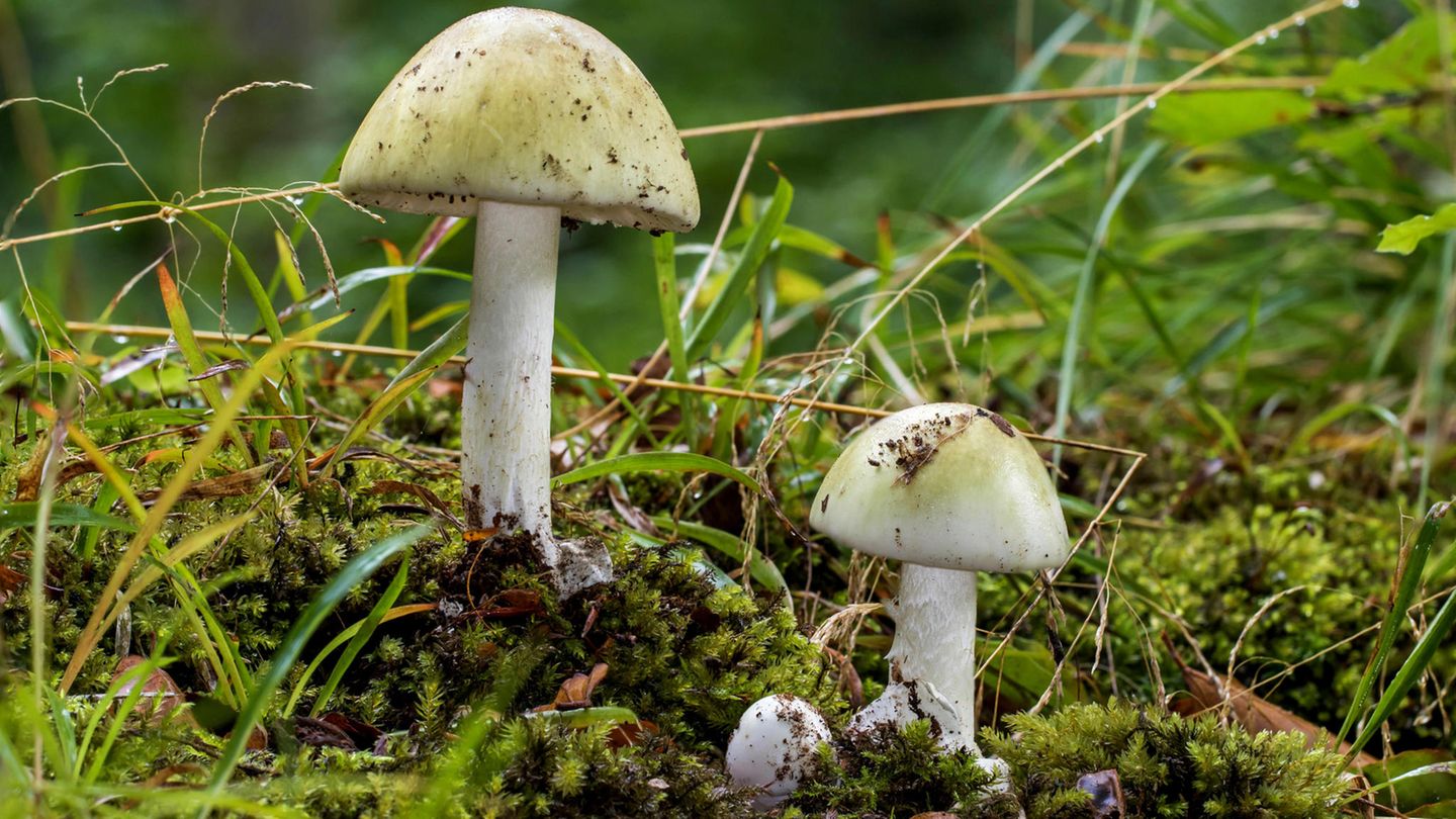 Grüner Knollenblätterpilz