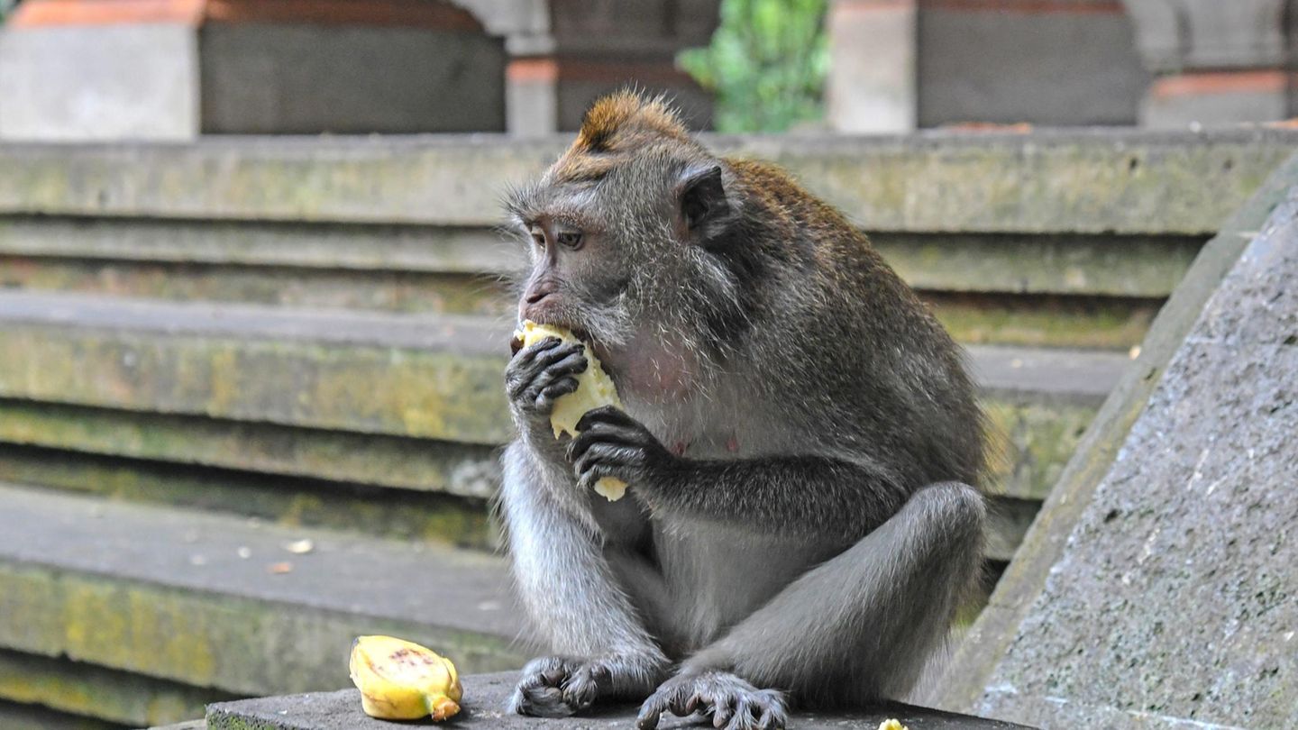 Unerwartete Covid-Folgen: Weil die Touristen ausbleiben, leiden Balis Affen an Hunger und Langeweile – und beginnen einzubrechen Unerwartete Covid-Folgen: Weil die Touristen ausbleiben, leiden Balis Affen an Hunger und Langeweile – und beginnen einzubrechen