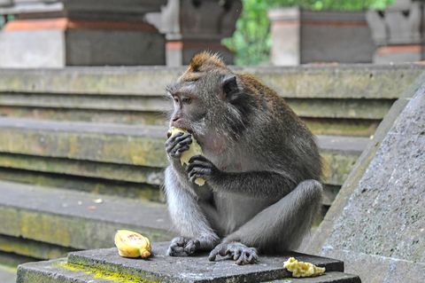 Unerwartete Covid-Folgen: Weil die Touristen ausbleiben, leiden Balis Affen an Hunger und Langeweile – und beginnen einzubrechen