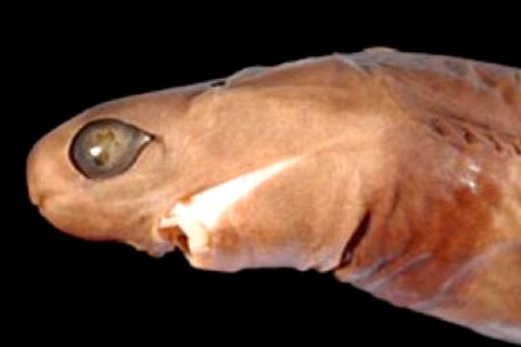 Hai sieht aus wie ein Alien: Jetzt haben Forscher ein neues Geheimnis um ihn aufgedeckt