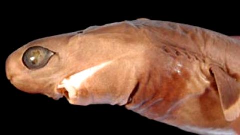 Hai sieht aus wie ein Alien: Jetzt haben Forscher ein neues Geheimnis um ihn aufgedeckt