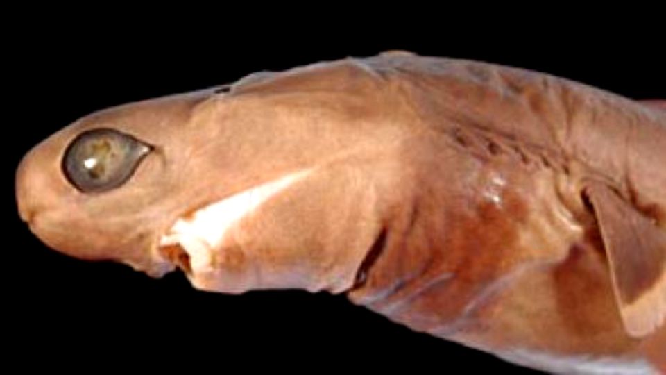Mysteriöser Hai sieht aus wie ein Alien: Jetzt haben Forscher ein neues Geheimnis um ihn aufgedeckt Hai sieht aus wie ein Alien: Jetzt haben Forscher ein neues Geheimnis um ihn aufgedeckt