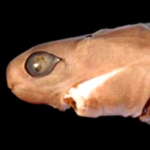 Hai sieht aus wie ein Alien: Jetzt haben Forscher ein neues Geheimnis um ihn aufgedeckt