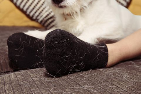 Hundehaare auf dem Sofa