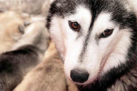 Ein Siberian Husky