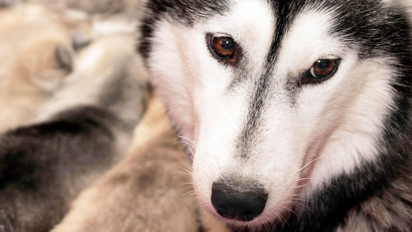 Ein Siberian Husky