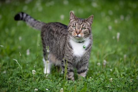 Ein Paar aus den USA ließ sich bei ihrer Hochzeit die Ringe von einem Kater bringen (Symbolbild)
