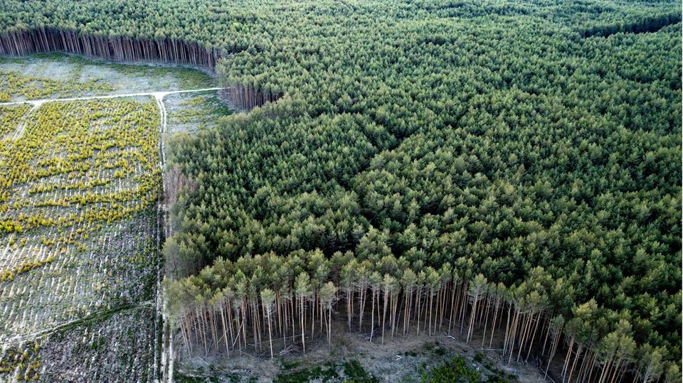 Waldprojekt Treuenbrietzen