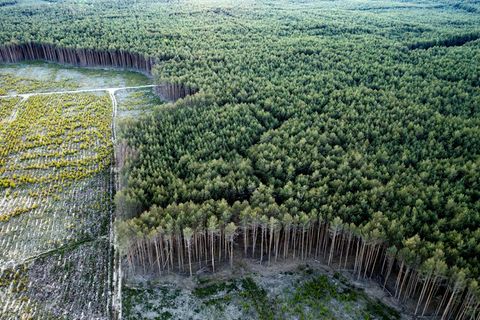 Waldprojekt Treuenbrietzen