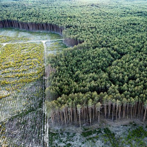 Waldprojekt Treuenbrietzen