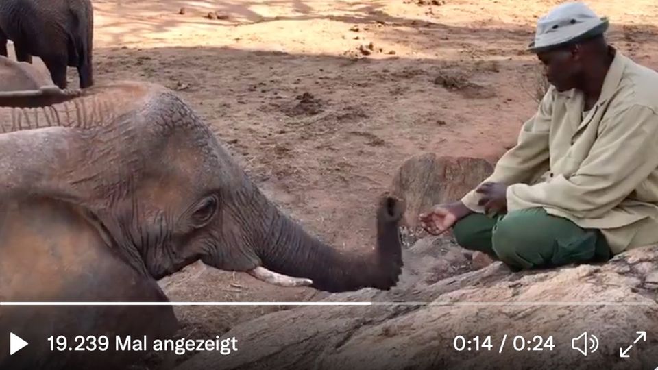 Elefant und Pfleger Elefant und Pfleger