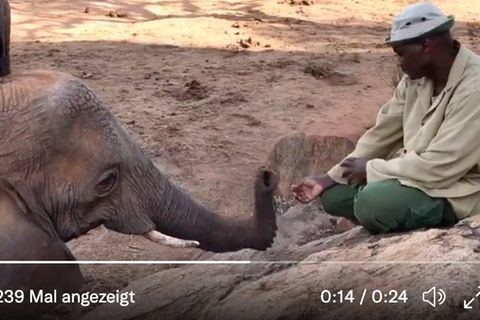 Elefant und Pfleger