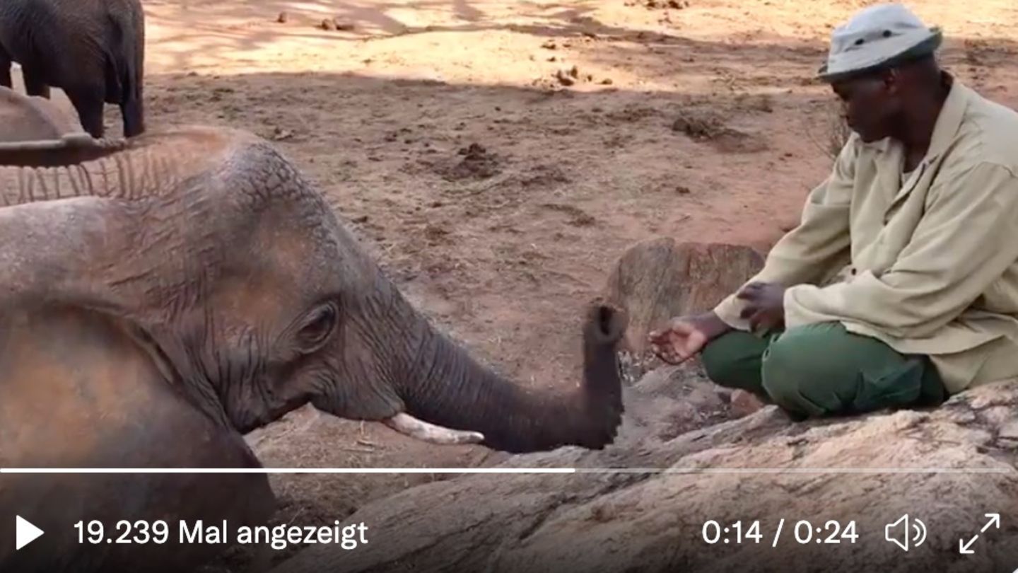 Elefant und Pfleger