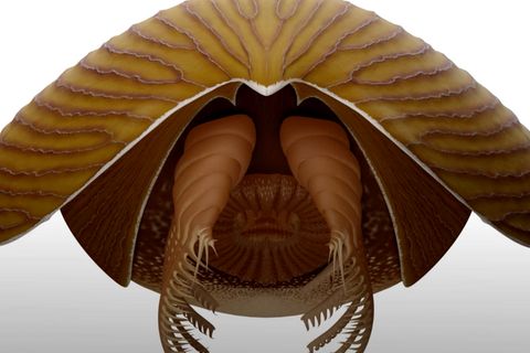 Rocky Mountains: Forscher finden bisher unbekanntes Fossil in Kanada
