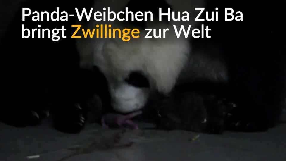 Video: Nachwuchs im Madrider Zoo