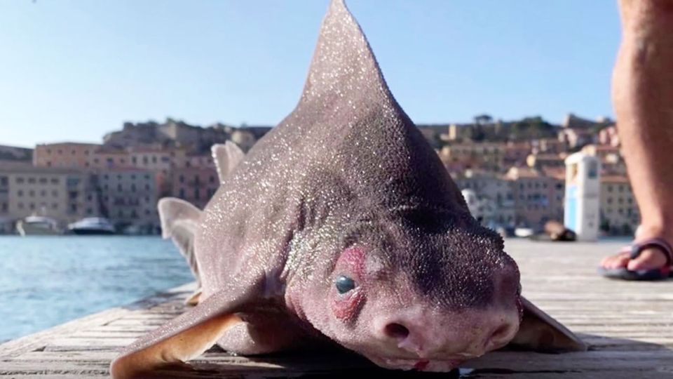 Toter Tiefseehai sorgt für Kontroverse auf Facebook