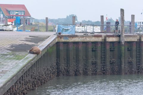 Ein Walross liegt auf der Nordsee-Insel Spiekeroog an der Hafenmauer