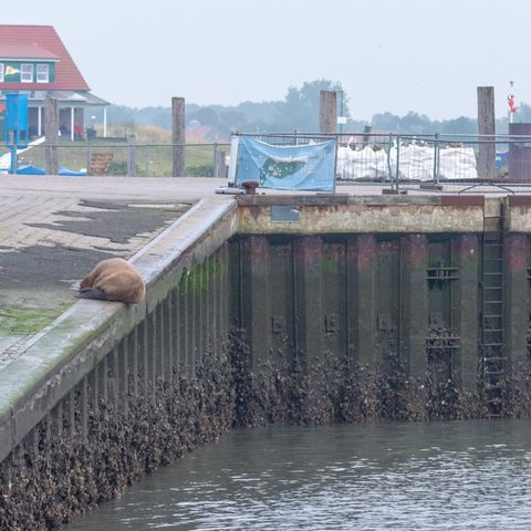 Ein Walross liegt auf der Nordsee-Insel Spiekeroog an der Hafenmauer