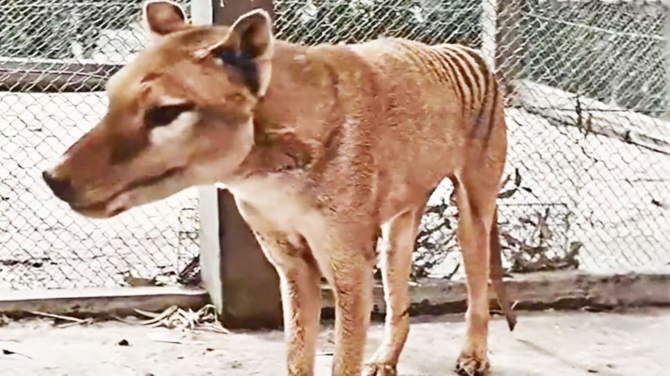Beutelwolf–Kolorierter Film von 1933: Video zeigt letztes Tier in Tasmanien