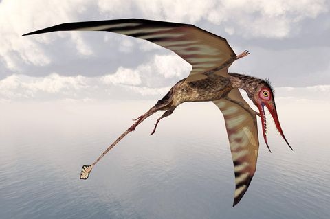 Illustration eines Flugsauriers
