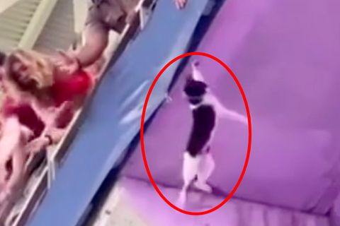 American-Football: Spektakuläre Rettungsaktion einer Katze während eines Spiels