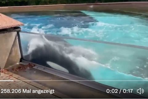 Orca Kiska im Marineland Ontario