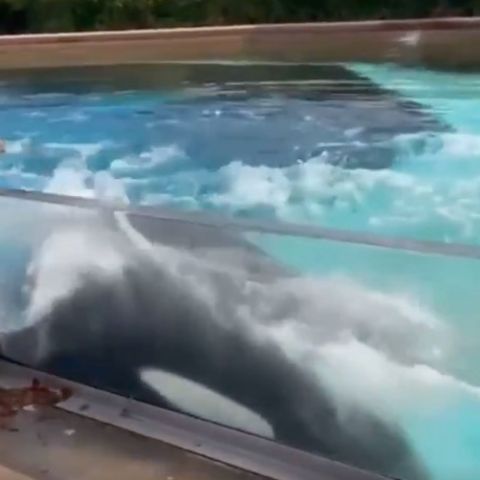 Orca Kiska im Marineland Ontario