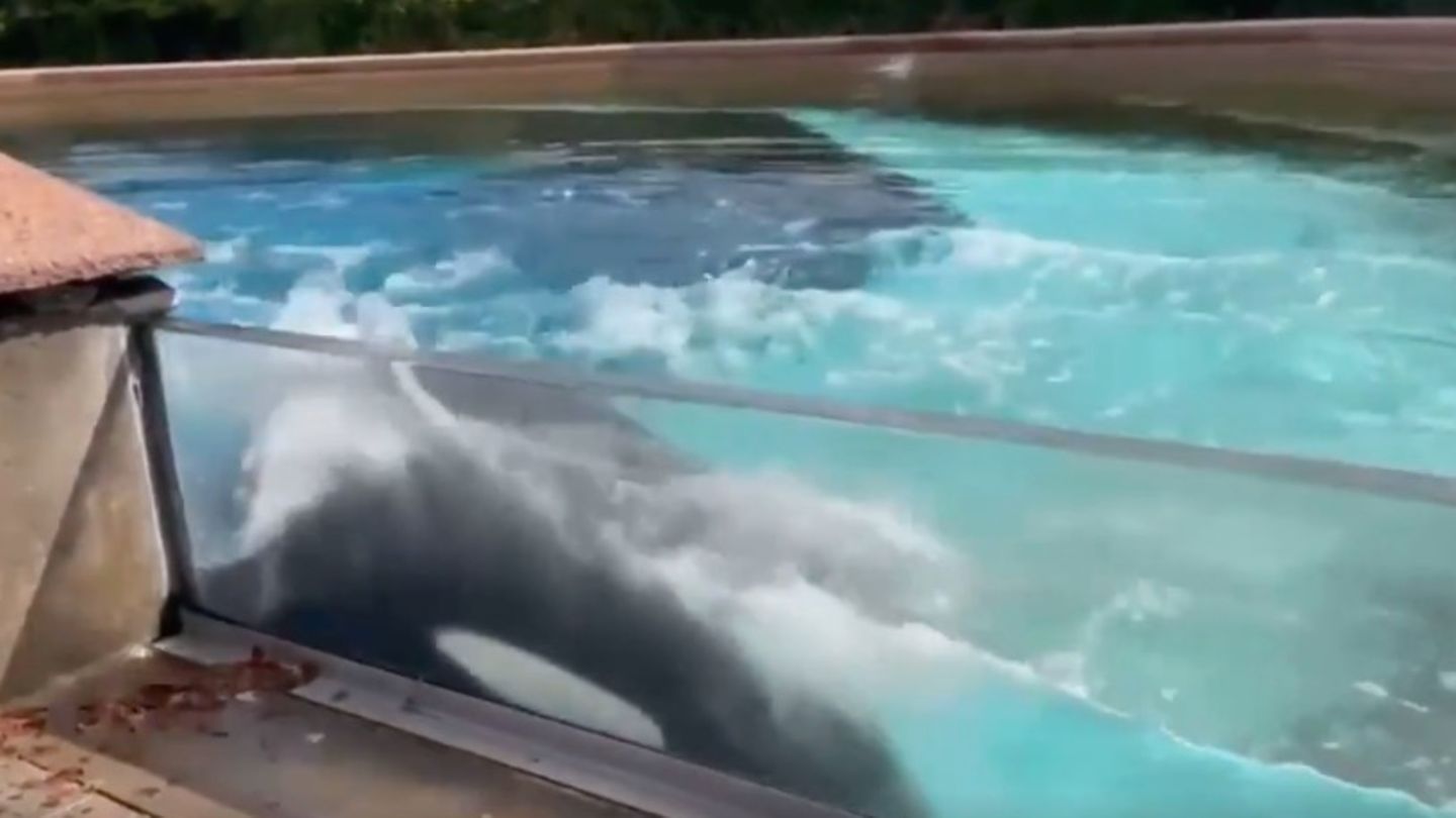 Orca Kiska im Marineland Ontario