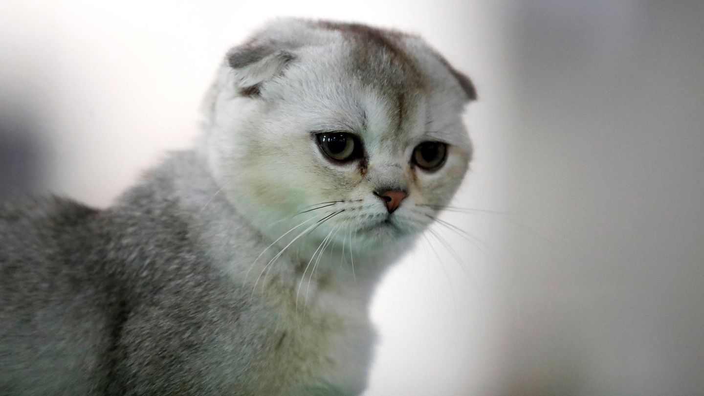 Scottish Fold Katze
